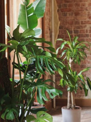 Thriving plants in a therapy office